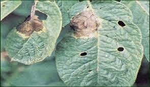 GENÉTICA DE LA RESISTENCIA A LAS ENFERMEDADES