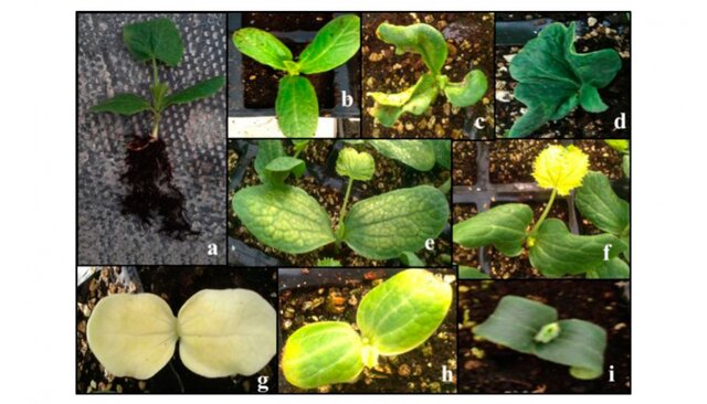 Demostración de la variabilidad  genética