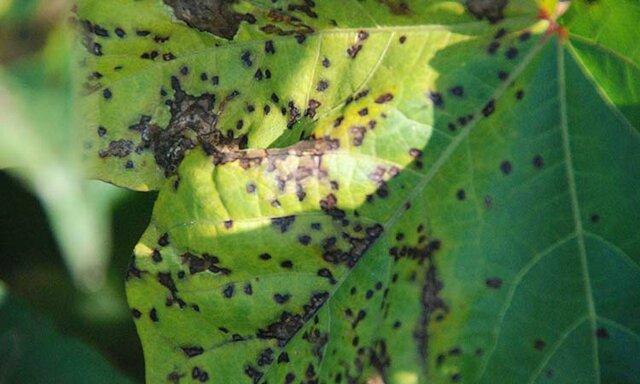 Una bacteria era la causa del tizón