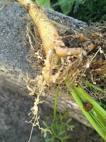 Nematodos en las enfermedades de las plantas