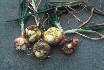 Nematodos entre ellos los del bulbo y del tallo