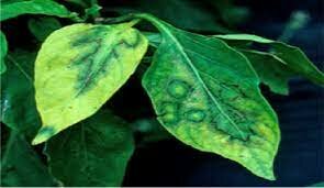 VIRUS EN LAS ENFERMEDADES DE LAS PLANTAS