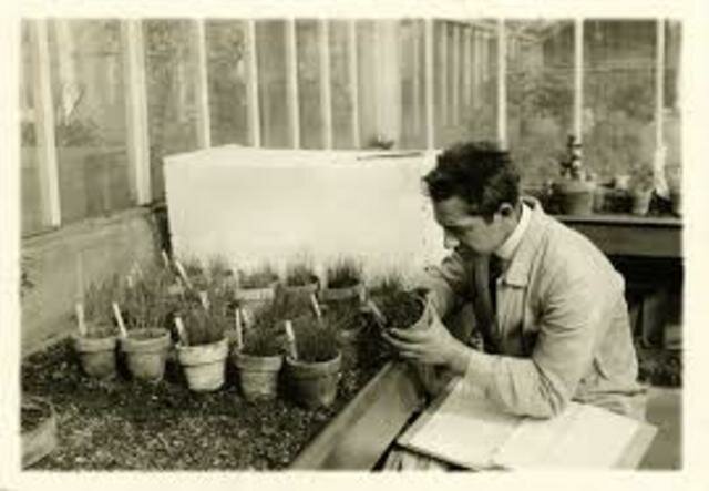 Flagelados  que infectaban el floema de los cafetales