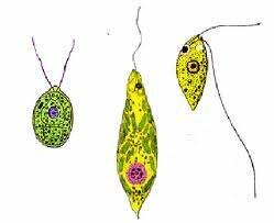 Patogenicidad  de  los  flagelados