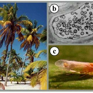 Se reportaron flagelados  asociados  a  varias  enfermedades