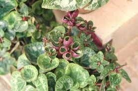 MICOPLASMAS EN LAS ENFERMEDADES DE LAS PLANTAS