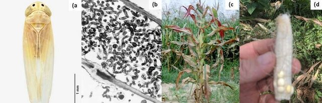 Plantas  infectadas  por  varias  enfermedades  transmitidas  por  chicharritas