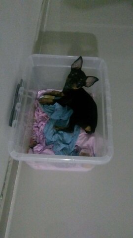 Nuestra mascota Simba.