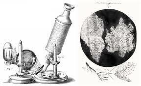 Descubrimiento de las células: Robert Hooke