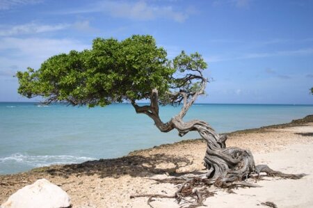 ARBOLES DE BRASIL Y DIVIDIVI