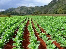 First Tobacco Crop Planted