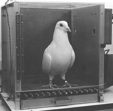 B. F. Skinner, experimento de ¨La superstición de las palomas¨