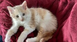 Timeline: Imperio medievales. (Ángela Carballo Merino)