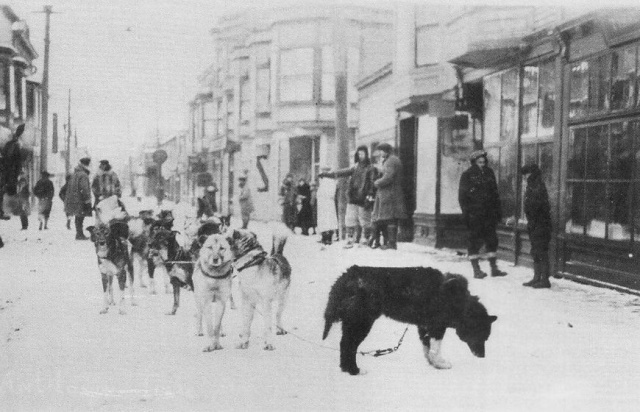 DIPHTHERIA DOGS REACH NOME (#4)