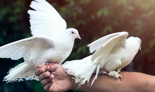 Utilización de palomas para mandar mensajes