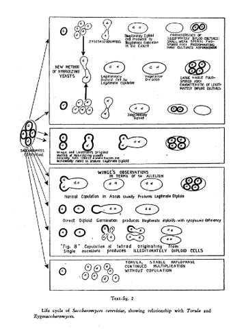 Dois tipos de acasalamento: a e α