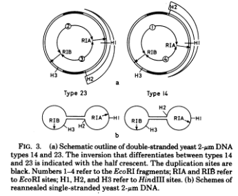 Descoberta de plasmídeos em levedura