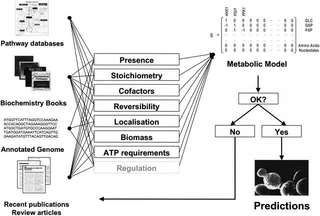 Reconstrução da rede metabólica de levedura