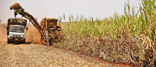 Leveduras produzem etanol de segunda geração