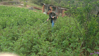 •	Inteligencia naturalista.