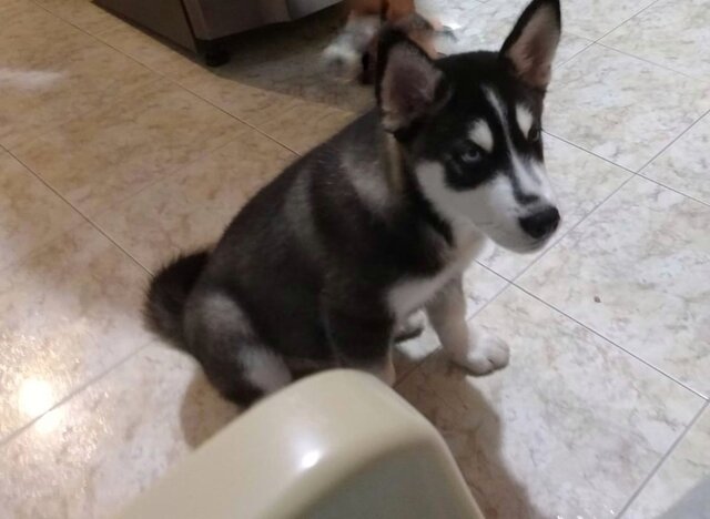 Llega Dante a mi vida - Mi perro salvador