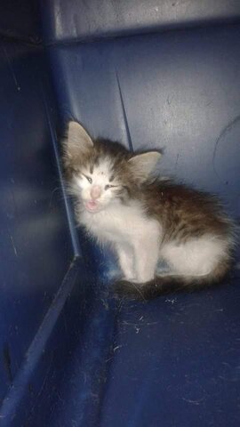 El segundo amor de mi vida... Missi