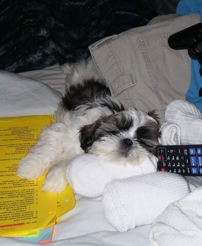 Me regalaron a Pelusa