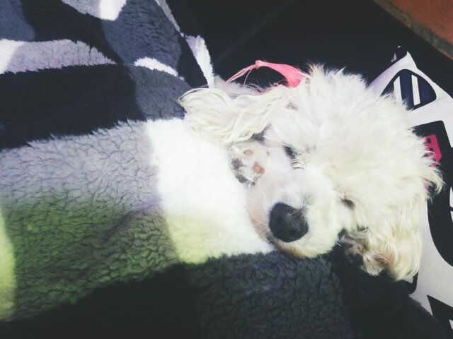 Mi primera y única mascota