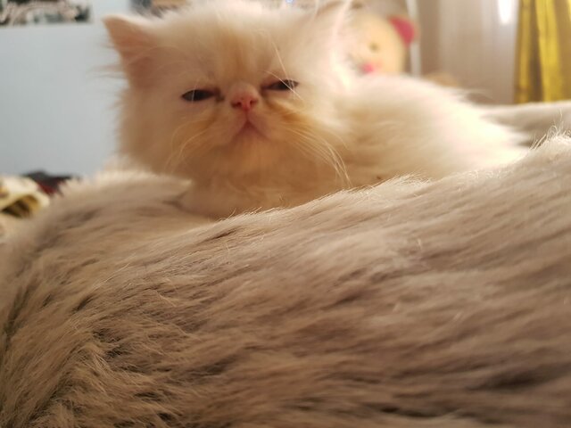 inteligencia naturista