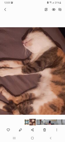 Adopción de una nueva mascota