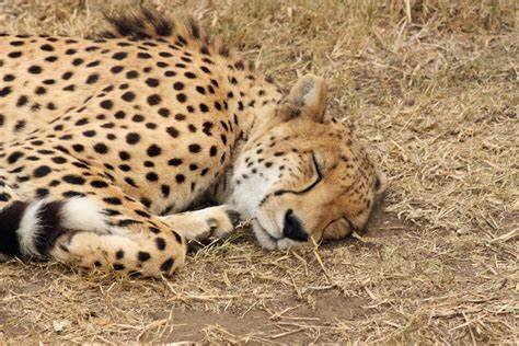 A QUE EDAT PUC MORIR ?