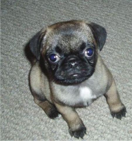 Take him home to be a cute pet <3