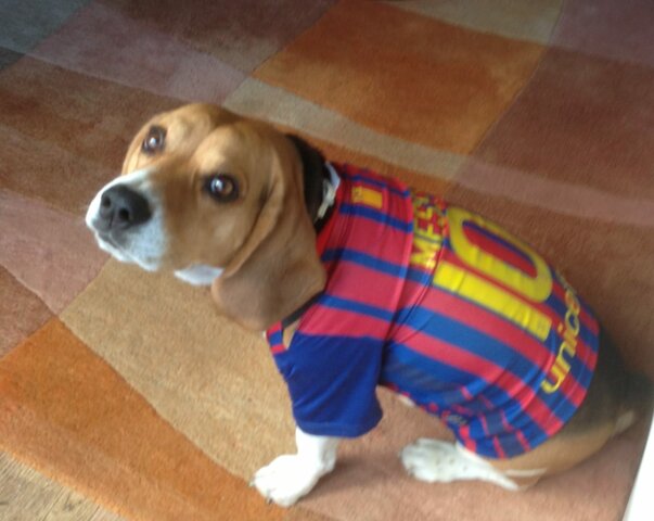 Va morir el gos dels meus avis