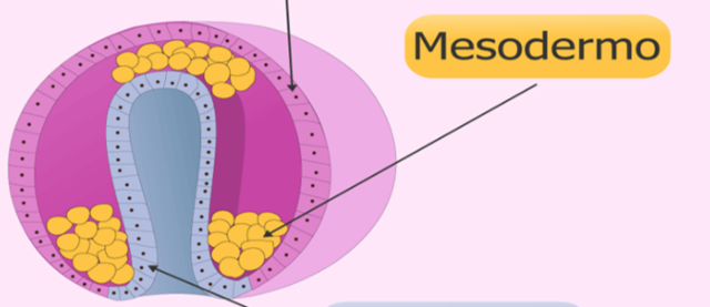 TERCERA A QUINTA SEMANA