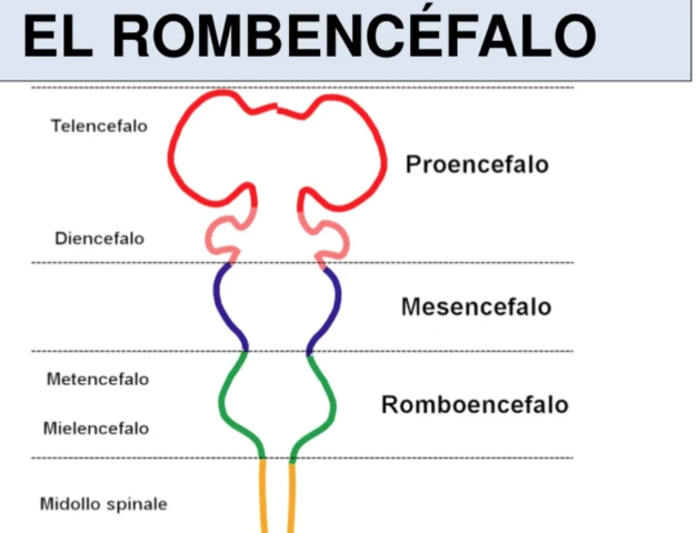 SEXTA A SEPTIMA SEMANA