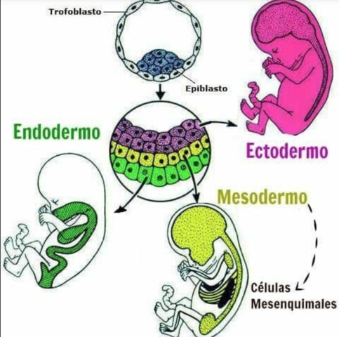 TERCERA A OCTAVA SEMANA