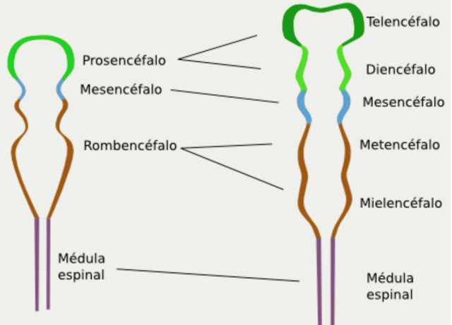 TERCERA A OCTAVA SEMANA