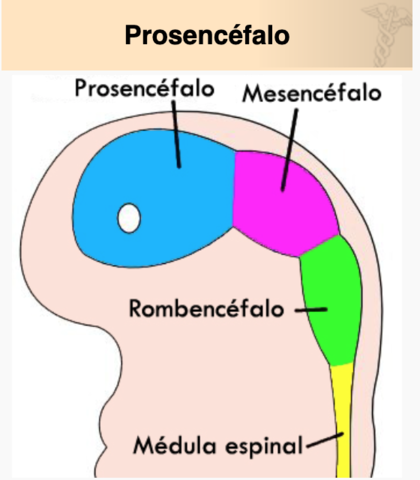 TERCERA A OCTAVA SEMANA División microscópica del sistema nervioso.