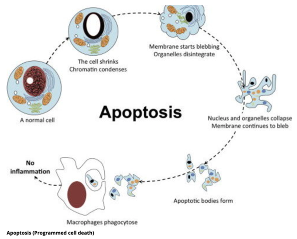 DESARROLLO POST NATAL