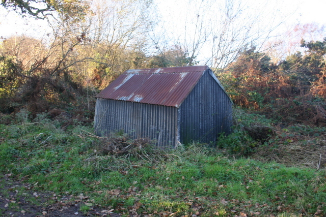 Visiting Lice Peeking  (Event Three)