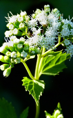 Milk sickness kills many pilgrims