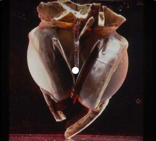 el primer corazón artificial en un perro