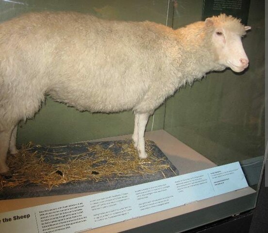 La oveja Dolly el primer mamífero clonado