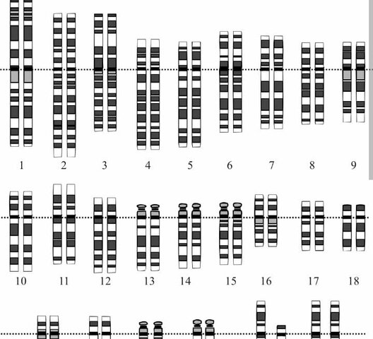 el primer borrador del humano genoma