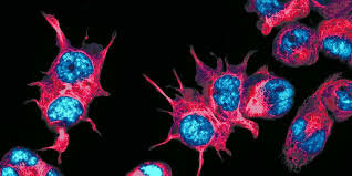 Descifrar el atlas celular