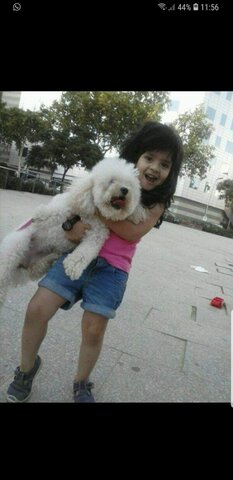 Gat a casa i una estafa