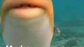 Timeline: historia del internet