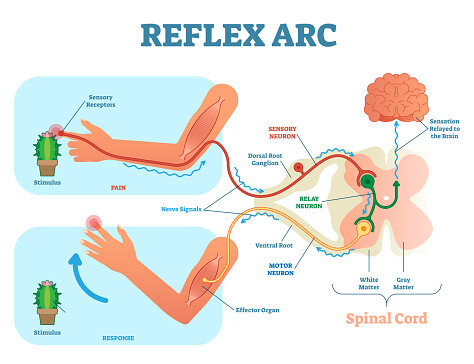The Reflex Arc Concept in Psychology