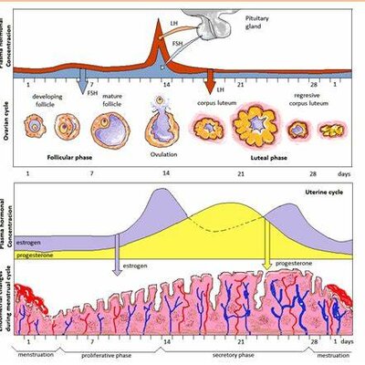 Timeline: Ciclo Ovárico y Ciclo Uterino