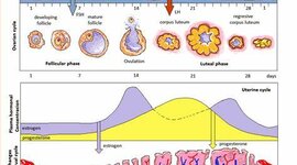 Timeline: Ciclo Ovárico y Ciclo Uterino